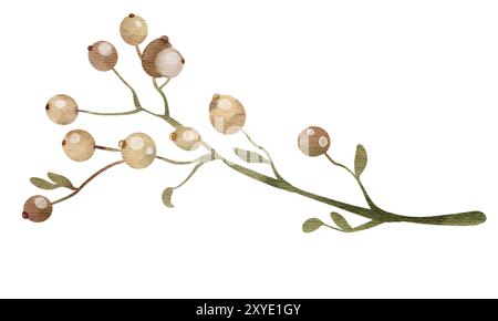 Aquarelle baies herbier viburnum non mûr sur une tige isolée illustration Banque D'Images