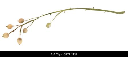 Aquarelle baies herbier viburnum non mûr sur une tige isolée illustration Banque D'Images