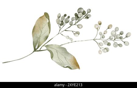 Aquarelle baies herbier viburnum non mûr sur une tige isolée illustration Banque D'Images