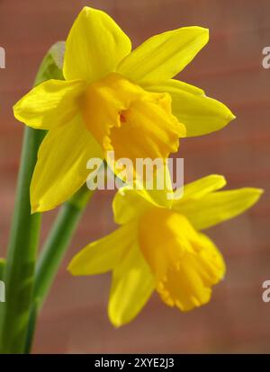 Jonquilles Banque D'Images