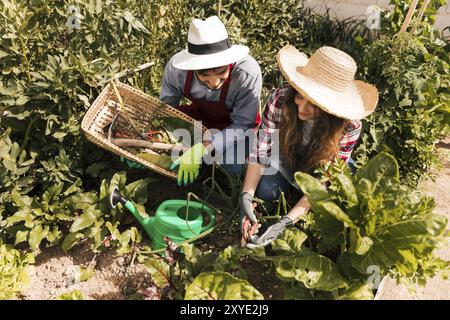 Vue de dessus homme femme jardinier travaillant jardin potager Banque D'Images