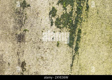 Fond texturé d'un mur carrelé avec des traces d'humidité sous forme de champignon vert et de mousse verte. Mastic de revêtement peint couvrir la surface de t Banque D'Images