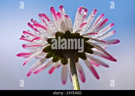 Les gouttelettes d'eau avec Daisy Banque D'Images