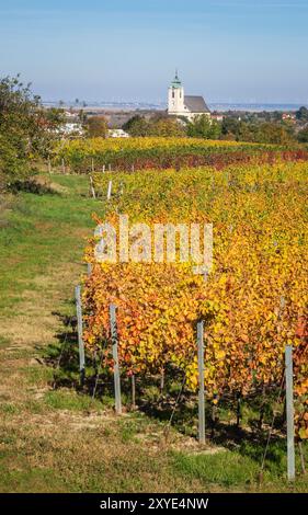 Vignoble en automne près d'Oggau dans le Burgenland Banque D'Images