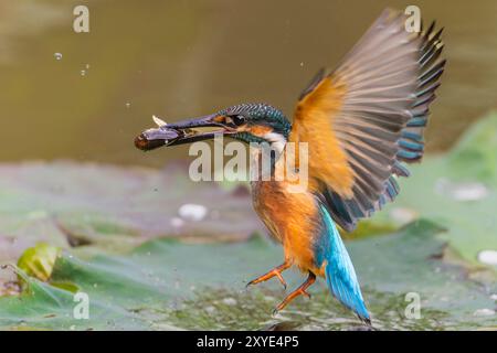 Kingfisher attrape un poisson et s'envole Banque D'Images