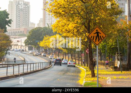 Goiania, Goias, Brésil – 28 août 2024 : courbe sur un tronçon de l’Avenida Anhanguera plein d’arbres ipe jaunes. Banque D'Images