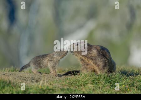 Marmotte alpine (Marmota marmota), vieux et jeune animaux se reniflent mutuellement, Grossglockner, Autriche, Europe Banque D'Images