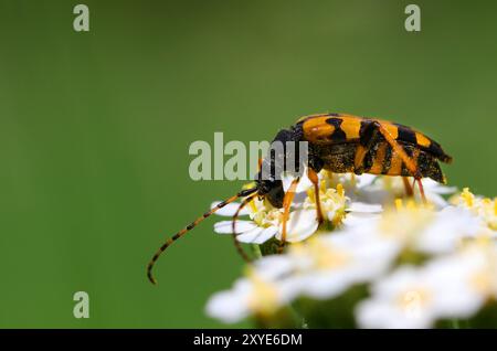 Beetle Banque D'Images