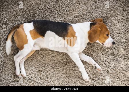 Chien Beagle fatigué dort sur un fond de tapis à thème chien Banque D'Images