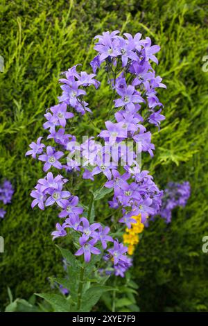 Une plante de chellflower laiteuse bleu violet poussant dans un jardin au Royaume-Uni Banque D'Images