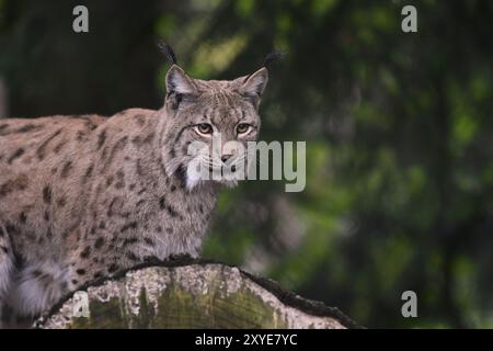 Lynx eurasien (Lynx lynx), lynx eurasien, également lynx du nord, debout sur un tronc d'arbre, Forêt bavaroise, Bavière, Allemagne, Europe Banque D'Images