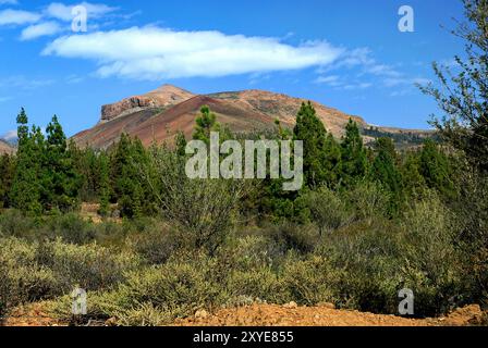 Montagnes volcaniques et pins des îles Canaries dans le Parque Natural de la Corona Forestal près de Vilaflor, Tenerife, îles Canaries Banque D'Images