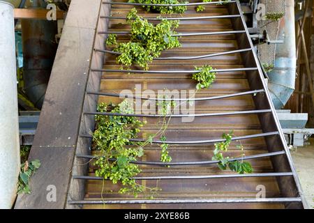 Transformation du houblon dans la grange, Wolnzach, Bavière, Allemagne, Europe Banque D'Images