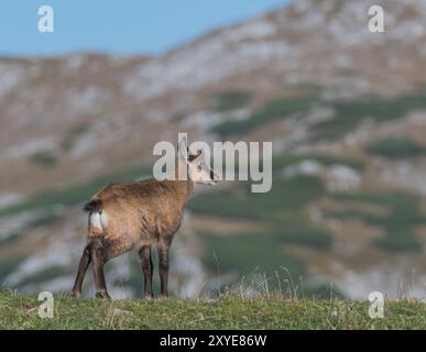 Chamois (Rupicapra rupicapra), faon se dresse sur la crête, Hochschwab, Styrie, Autriche, Europe Banque D'Images