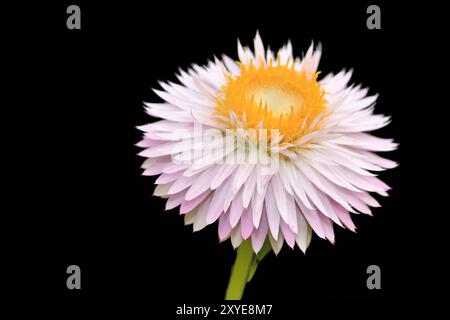 Hélichryse Banque D'Images