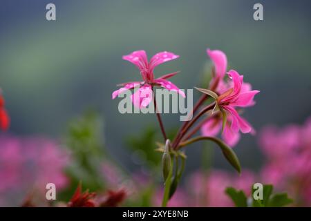 Gros plan de géraniums violets avec des gouttes de rosée le matin Banque D'Images