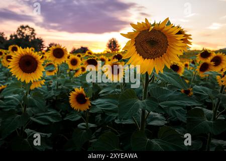 De grands tournesols jaunes fleurissent dans un champ de Pennsylvanie. Banque D'Images