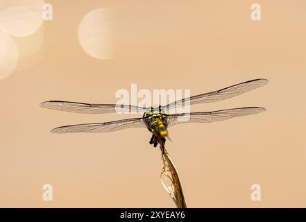 Les ailes fragiles du Tigertail Dragonfly. L'apparence et le fonctionnement de ces ailes ont à peine changé en 300 millions d'années d'évolution Banque D'Images