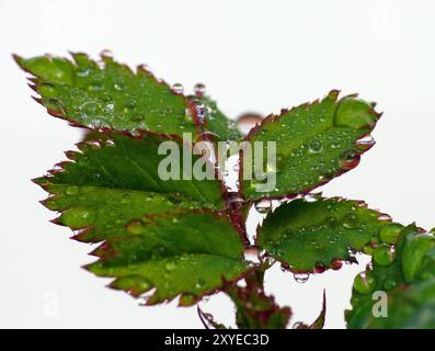 Gouttes de pluie Banque D'Images