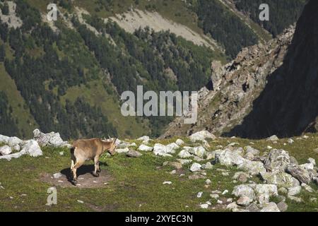 Jeune femelle alpine (Capra ibex) debout sur la pierre rocheuse haute dans les montagnes Dombay contre les rochers. Caucase du Nord. Russie Banque D'Images