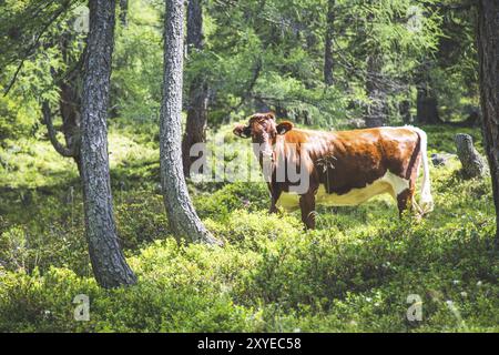 Vache paissant dans une forêt idyllique sur une montagne, Autriche, Europe Banque D'Images