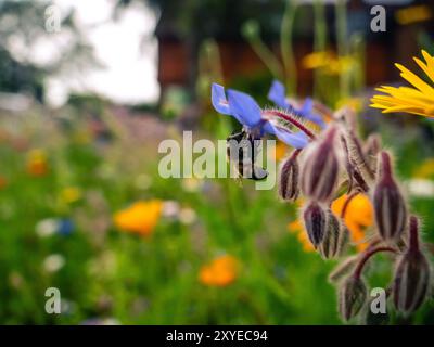 Dans un jardin florissant, une abeille plane au-dessus d'une délicate fleur bleue, recueillant du nectar au milieu d'un éventail coloré de fleurs sous un ciel clair. Banque D'Images