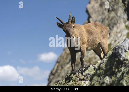 Jeune femme alpine (Capra ibex) regardant la caméra et se tenant sur la pierre rocheuse haute dans les montagnes de Dombay contre le ciel. Caucase du Nord. Russi Banque D'Images