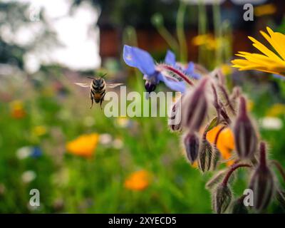 Dans un jardin florissant, une abeille plane au-dessus d'une délicate fleur bleue, recueillant du nectar au milieu d'un éventail coloré de fleurs sous un ciel clair. Banque D'Images