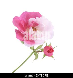 Moitié rose moitié blanc Damask Rose fleur sportive bicolore et un bourgeon sur une tige verte. Isolé sur blanc Banque D'Images