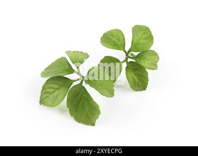 Feuilles vertes de Jiaogulan (Gynostemma pentaphyllum) isolées sur fond blanc. Banque D'Images