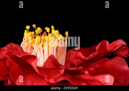 Fleur de camélia recadrée sur un fond noir Banque D'Images