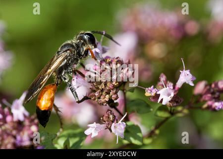 Wasp sable commun Banque D'Images