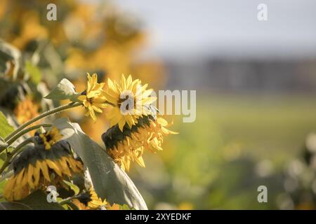 Beaux tournesols jaunes sur un domaine de l'agriculture, l'heure d'été Banque D'Images