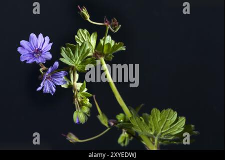 Cranesbill sur fond noir Banque D'Images