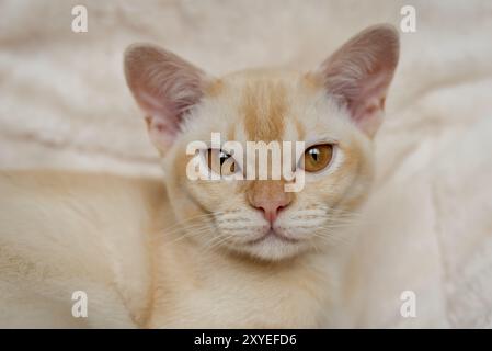 Adorable chaton birman rouge reposant sur un oreiller moelleux dans un lit blanc à l'intérieur à la maison. Banque D'Images