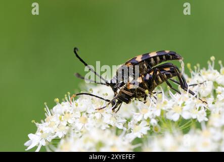 Beetle Banque D'Images