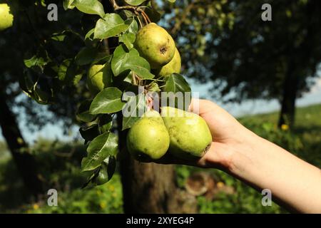 Femme cueillant des poires mûres dans un arbre dans le jardin, gros plan Banque D'Images