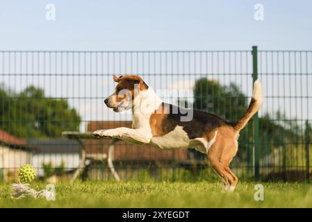 Chien Beagle sautant et jouant avec une boule en vert jardin parc, ayant beaucoup de plaisir Banque D'Images