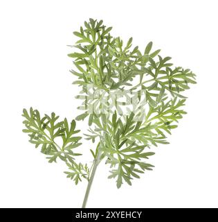 Ou l'armoise (Artemisia absinthium), gros plan sur les feuilles vertes de la plante. Isolé sur blanc Banque D'Images