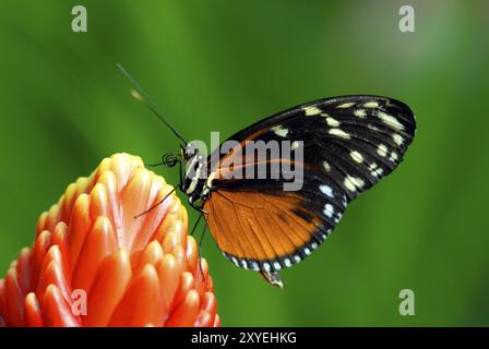 Tiger Longwing (Heliconius hecale) sur fleur broméliade, occurrence Amérique centrale Banque D'Images