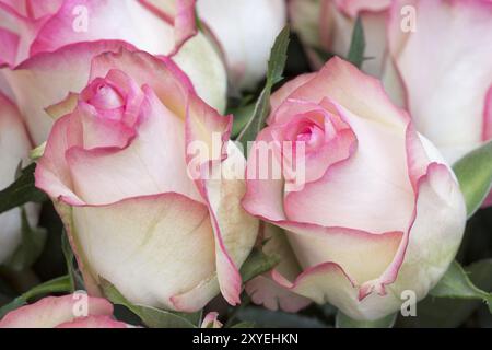 Deux roses (Rosa), blanc-rose, gros plan, pays-Bas Banque D'Images