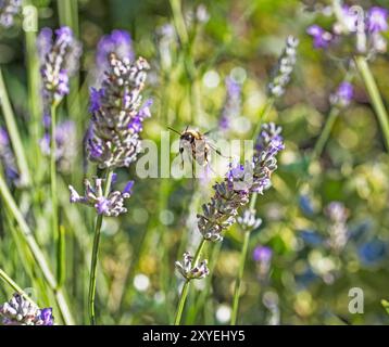 Abeille volant entre les plantes lanternes collectant le nectar, Lavandula, plante, août, Northumberland, ROYAUME-UNI Banque D'Images