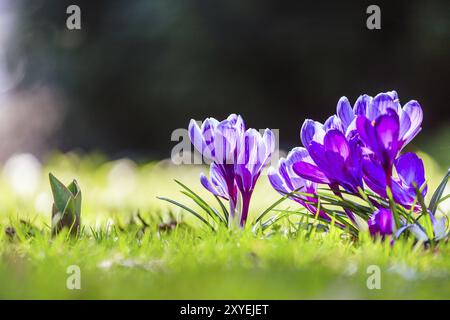 Fleurs de printemps dans la nature sauvage. Crocus au printemps. Espace de copie, idéal pour carte postale Banque D'Images