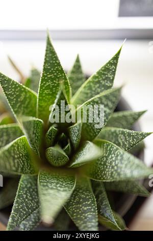 Une plante de cactus dans un pot debout à la lumière d'une fenêtre à l'intérieur Banque D'Images