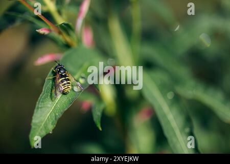 Photo macro d'une guêpe reposant sur une feuille au milieu d'une verdure rosée dans un jardin d'été en Norvège Banque D'Images