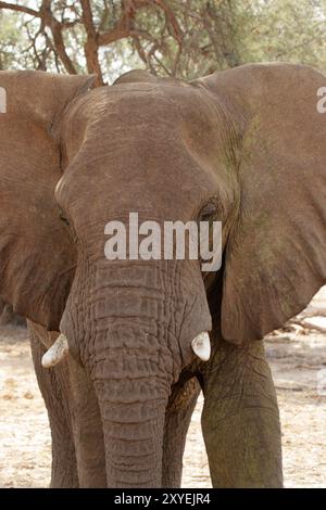 Éléphant du désert dans le lit sec de la rivière Huab, Damaraland, Namibie, ces éléphants se sont adaptés à l'extrême sécheresse de cette région. Le dese Banque D'Images