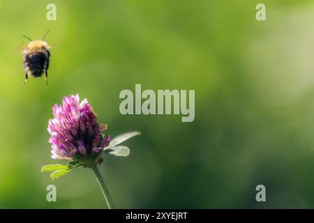 Bourdon volant loin d'une fleur rose dans un jardin verdoyant Banque D'Images
