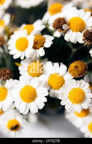 Un groupe de marguerites dans un pot de fleurs illuminé par le soleil dans un jardin norvégien Banque D'Images