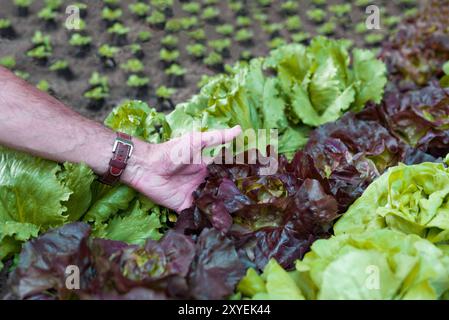 Agriculteur biologique tient sa laitue dans sa main Banque D'Images