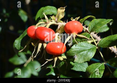 Hanches roses mûres sur un buisson en été Banque D'Images